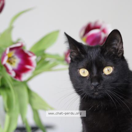 Photo de chat perdu à Grenoble