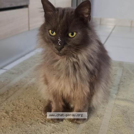 Photo 1/1 Gribouille Chat perdu à Laburgade