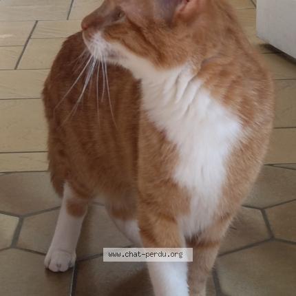 Photo de chat perdu à Avrille