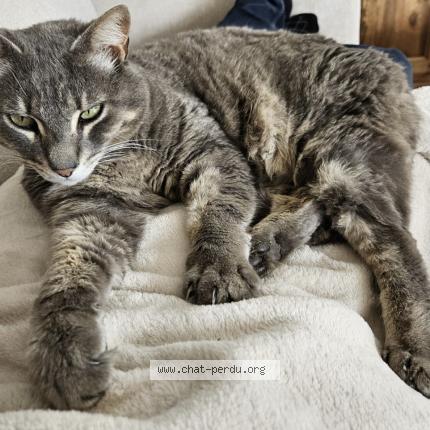 Photo 1/1 Sopalin Chat perdu à Sermerieu