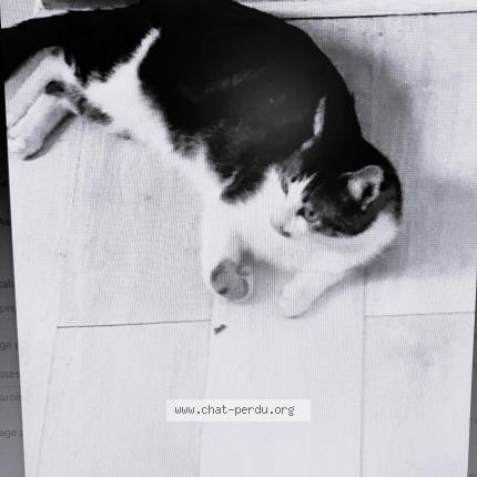 Photo 2/2 ZEB Chat perdu à Hyeres