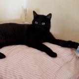 Photo de chat trouvé à Bourg En Bresse 01000