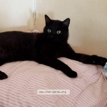 Photo 1/1 Chat retrouvé Trouvé à Bourg en bresse 01000