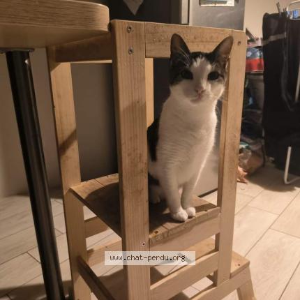 Photo 1/1 Chat retrouvé Perdu à Escala
