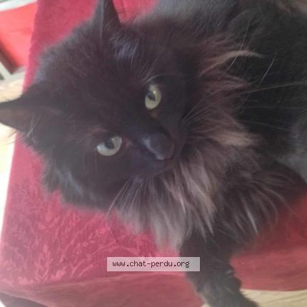 Photo de chat perdu à Jonzac