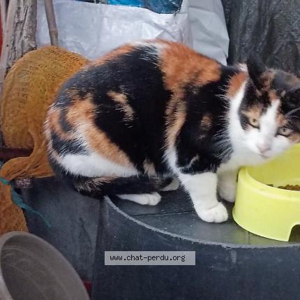 Photo de chat trouvé à Volonne