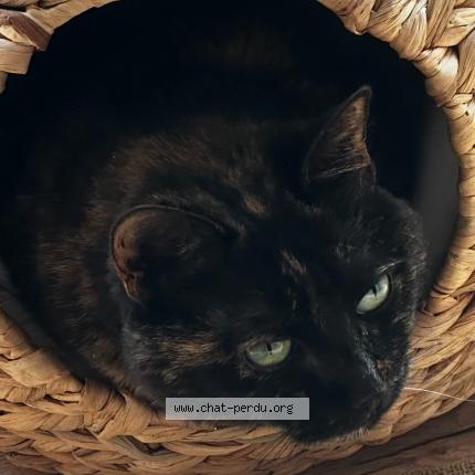 Photo de chat perdu à Savonnieres