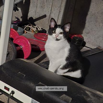 Photo 1/1 Chat retrouvé Trouvé à Nueil Les Aubiers
