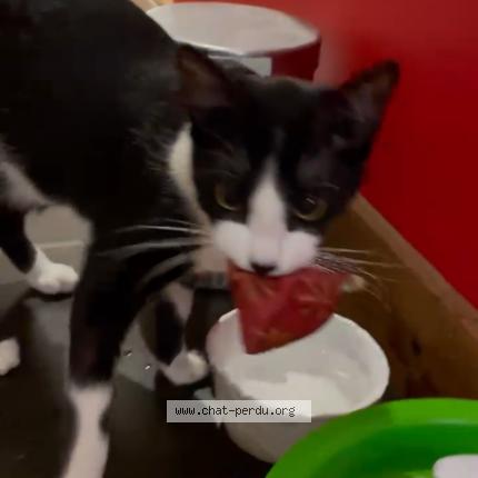 Photo de chat perdu à Attignat Oncin