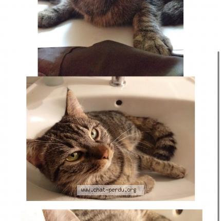Photo de chat perdu à Toulouse