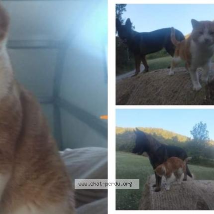 Photo 1/1 Chat retrouvé Perdu à Saint Bonnet En Champsaur