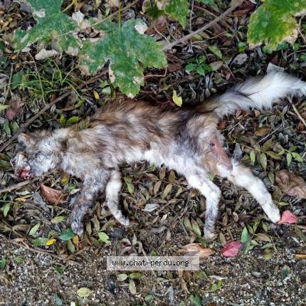 Photo 1/1 Chat trouvé Trouvé à Flaviac