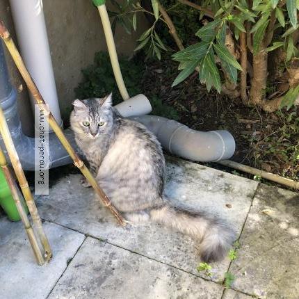 Photo de chat perdu à Vallabrix