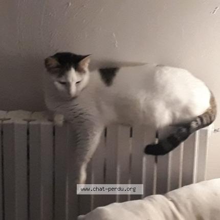 Photo 1/1 Chat retrouvé Perdu à Champigny Sur Marne