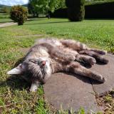 Photo de chat perdu à Laplume