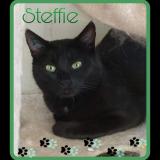 Photo de chat perdu à Dange St Romain