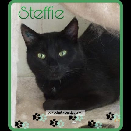 Photo 1/1 Chat retrouvé Perdu à Dange st romain