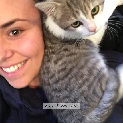 Photo 1/1 Chat retrouvé Perdu à Le Grau Du Roi