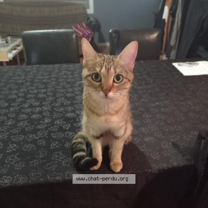 Photo de chat perdu à Fontaine