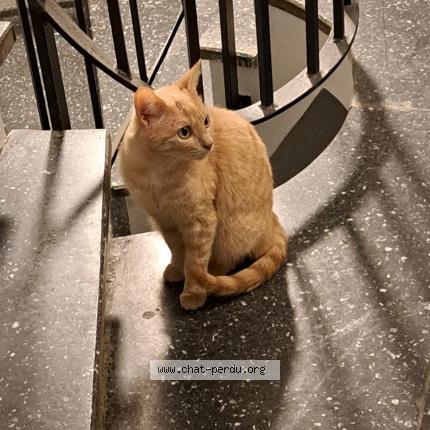 Photo de chat perdu à Athis Mons
