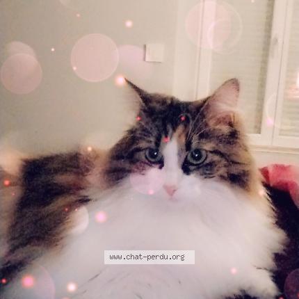 Photo de chat perdu à Hambye