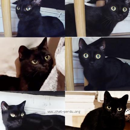 Photo 1/1 Chat retrouvé Perdu à Montreuil