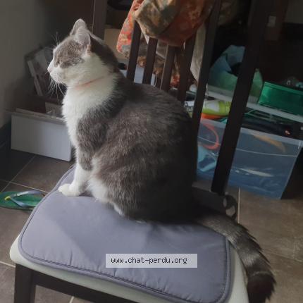 Photo 1/1 Chat retrouvé Perdu à Veigne Esvres