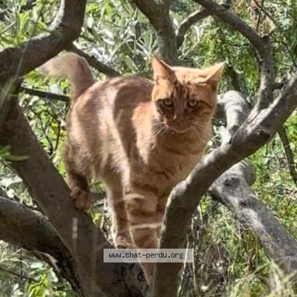 Photo 1/1 Potté Chat perdu à Pertuis