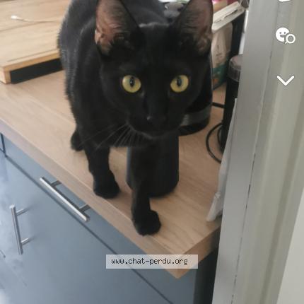 Photo de chat perdu à Decines Charpieu