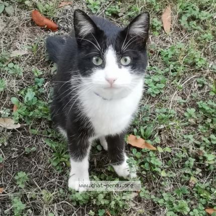 Photo 1/2 Bonnie Chat perdu à Saujon