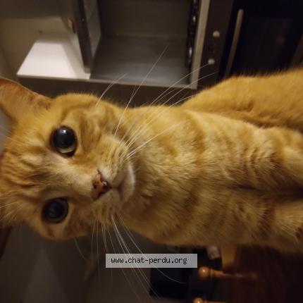Photo de chat perdu à Pouance