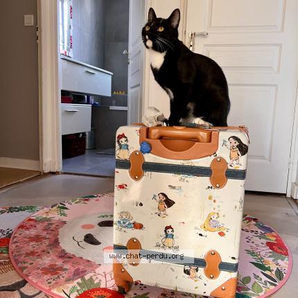Photo de chat perdu à Saint Herblain