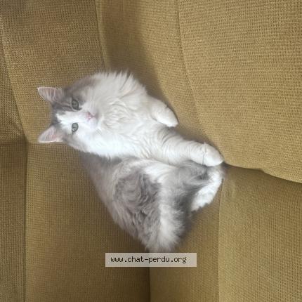 Photo 1/1 Crebis Chat perdu à Port vendres