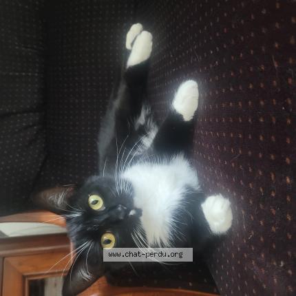 Photo 1/1 Nonette Chat perdu à Saint romain en gal