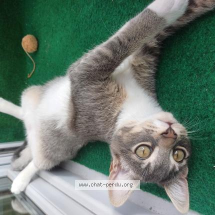 Photo de chat perdu à Cherbourg En Cotentin