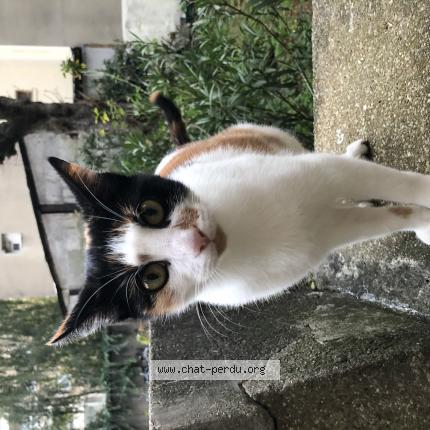 Photo 1/1 Chat retrouvé Trouvé à Montreuil