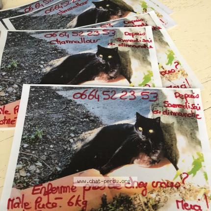 Photo 1/1 Chamallow Chat perdu à Villeneuve les beziers