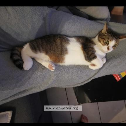 Photo de chat perdu à Chambery