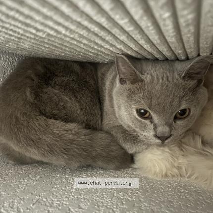 Photo de chat perdu à Lormont