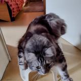 Photo de chat perdu à Chastre
