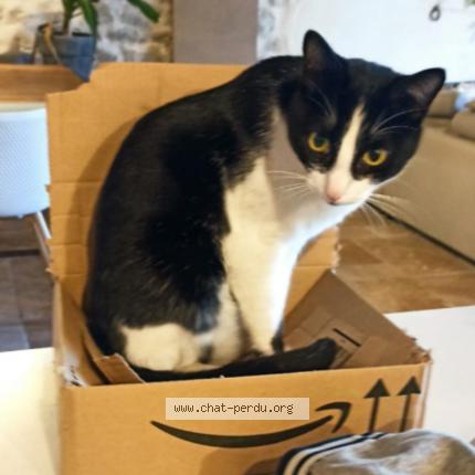 Photo de chat perdu à Morieres Les Avignon