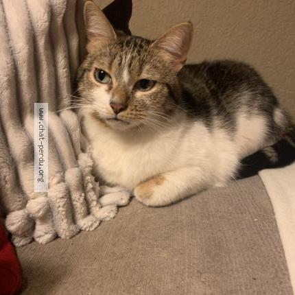 Photo de chat perdu à Saint Antoine