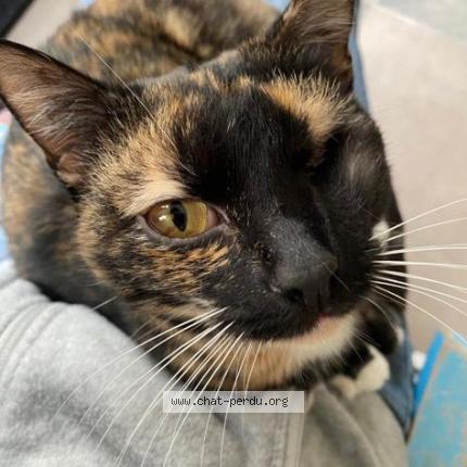 Photo de chat perdu à Aix Les Milles