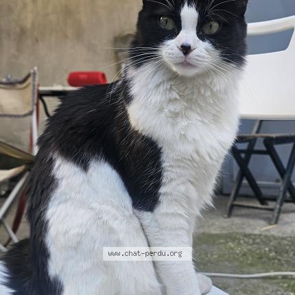Photo 1/1 Chat retrouvé Perdu à Villeurbanne