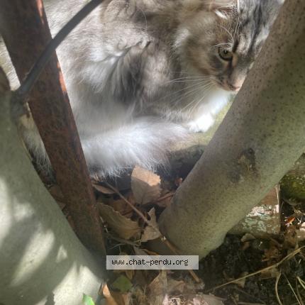 Photo 1/1 Chat retrouvé Trouvé à Colombes