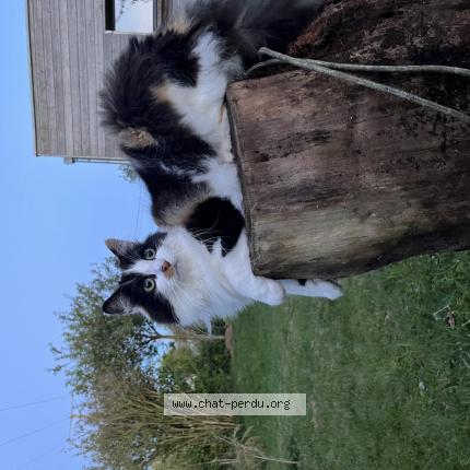 Photo de chat perdu à Saint Martin Lez Tatinghem