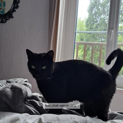 Photo 1/1 Rebond Chat perdu à Maidieres