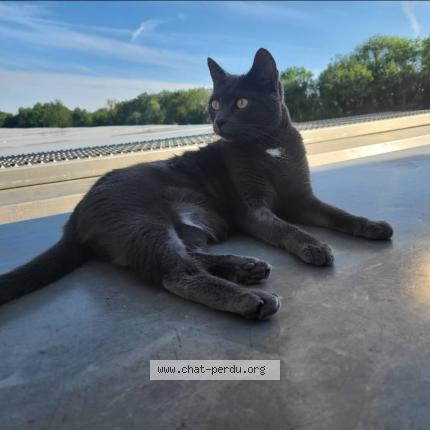 Photo 1/1 Clochette Chat perdu à Amfreville sous les monts