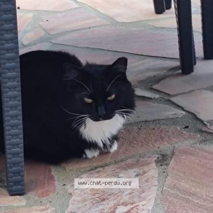 Photo 1/1 Mounette Chat perdu à Gace