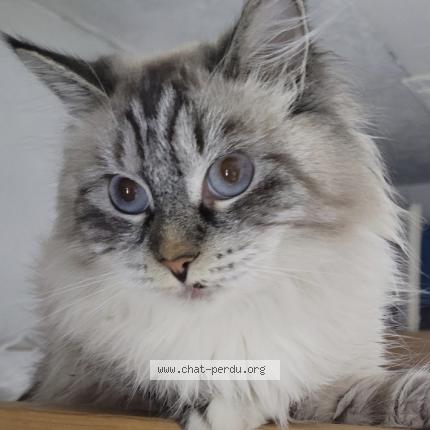 Photo 1/1 Chat retrouvé Perdu à Paris